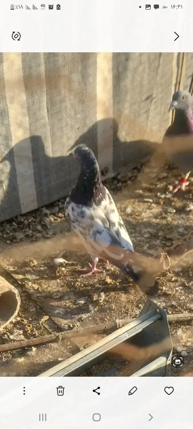 کبوتر تهرانی|پرنده|محمدشهر, محمدشهر|دیوار