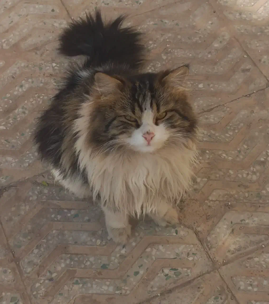 گربه گمشده|حیوانات|یزد, |دیوار