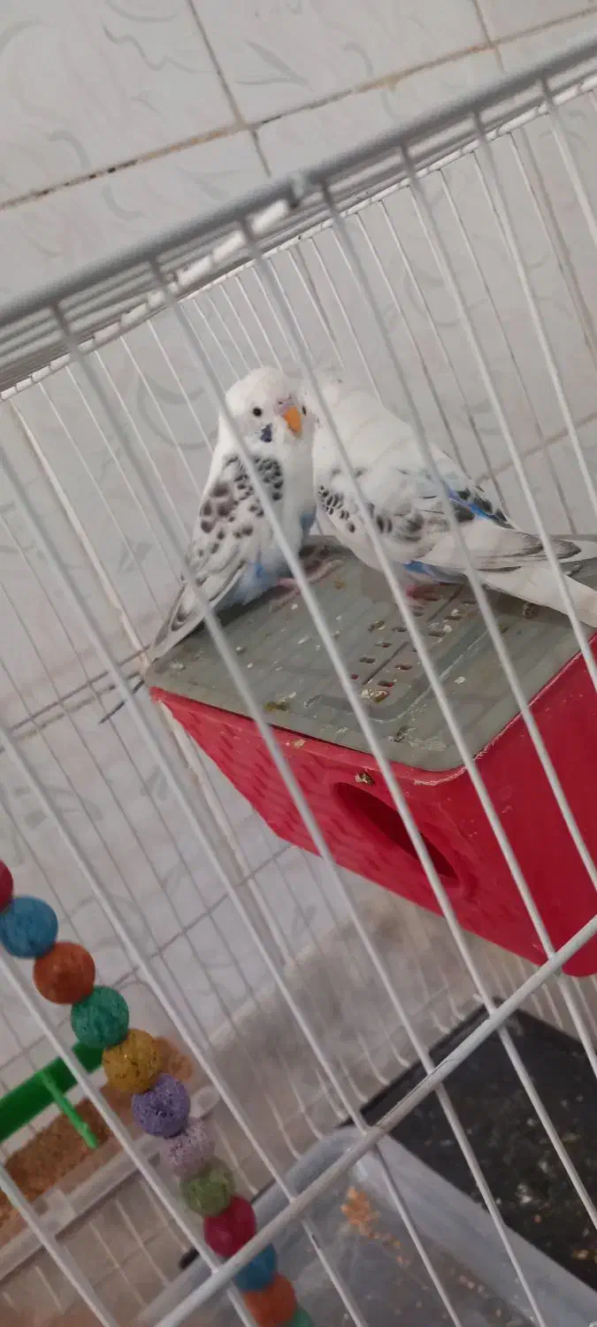 مرغ عشق|پرنده|شیروان (خراسان), |دیوار