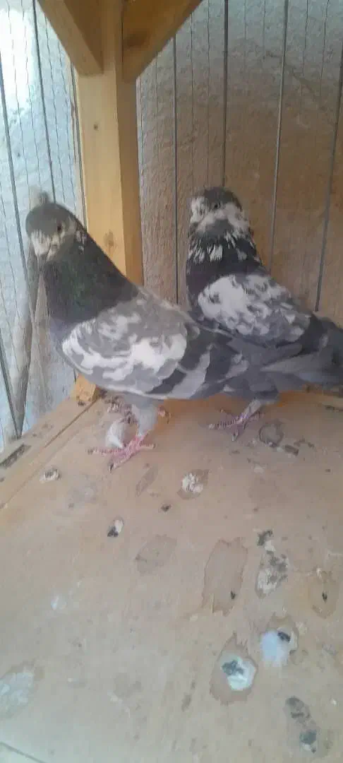 کفتر|پرنده|شاهرود, |دیوار