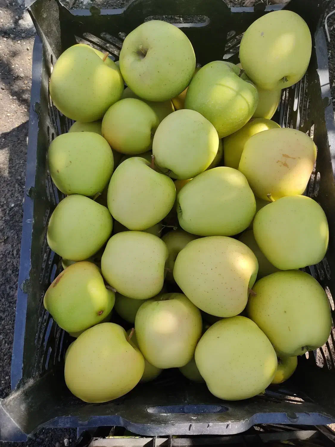 اجاره ۶ هکتار|اجارهٔ دفتر صنعتی، کشاورزی، تجاری|مرند, |دیوار