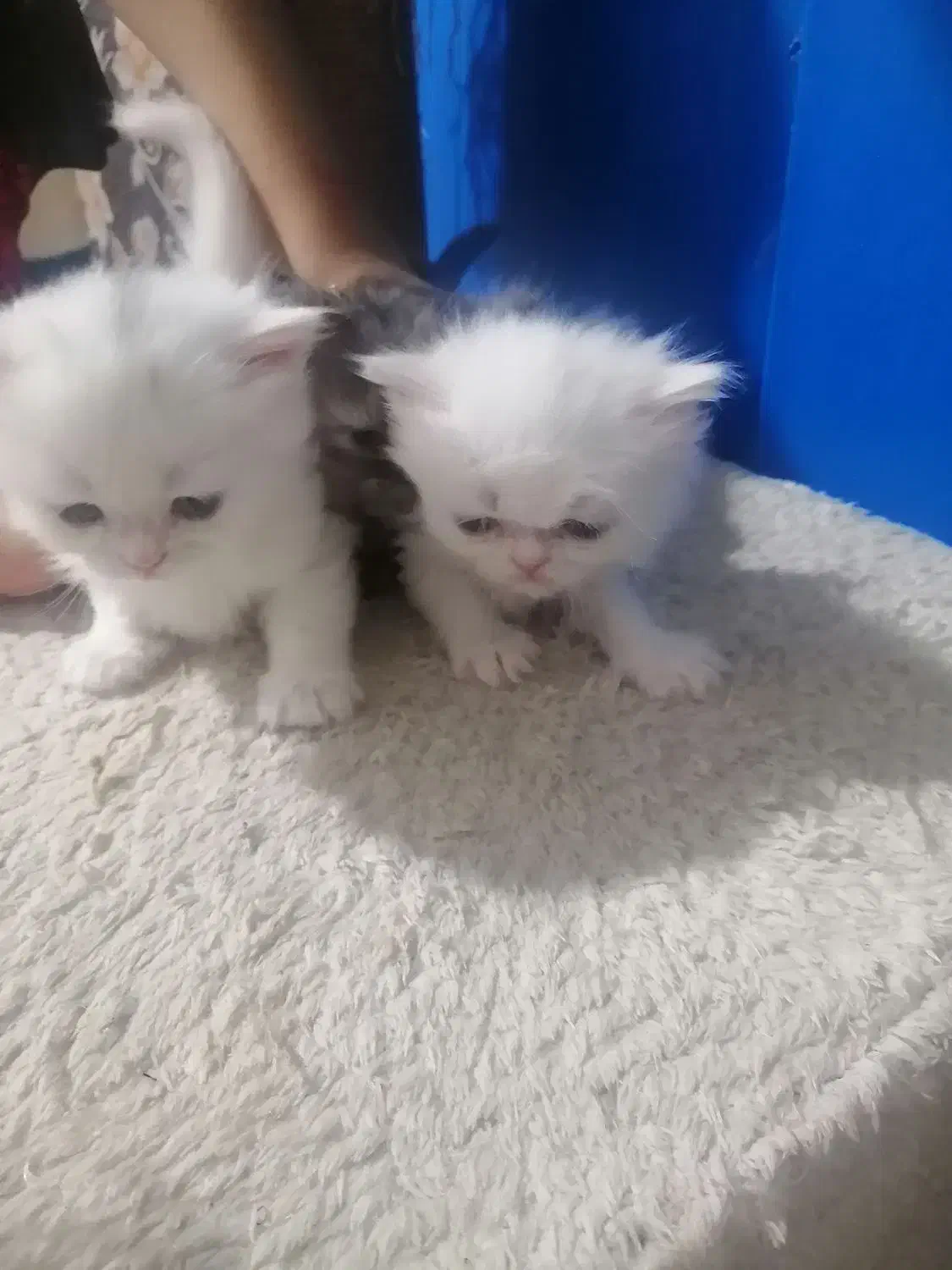 گربه پرشین|گربه|کرمانشاه, |دیوار