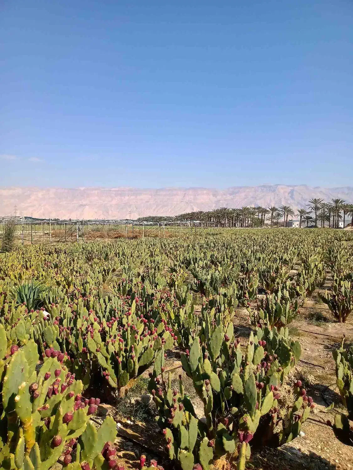 میوه کاکتوس اپونتیا تازهچین و درجهیک|گل و گیاه طبیعی|شیراز, معالیآباد|دیوار