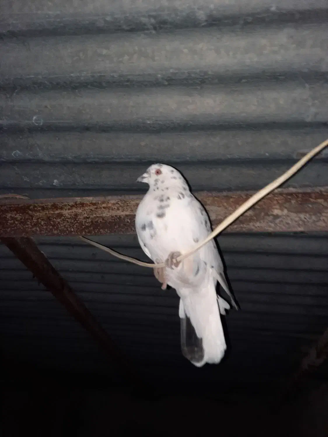 کبوتر|پرنده|یاسوج, |دیوار