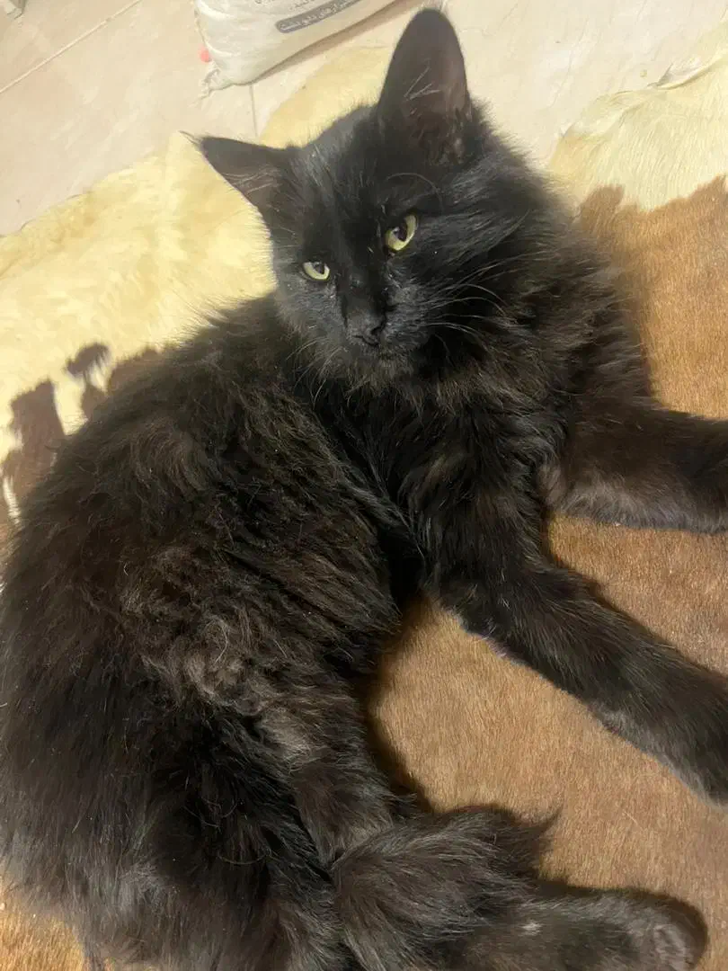 واگذاری گربه نژاد ترکیش|گربه|گلبهار, شهر جدید گلبهار|دیوار