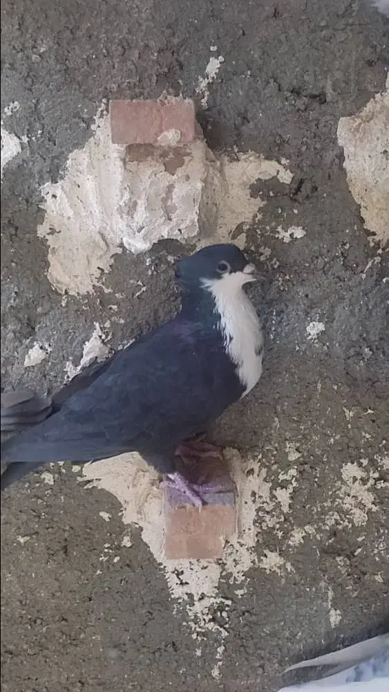 کبوتر|پرنده|شیراز, جرسقان|دیوار