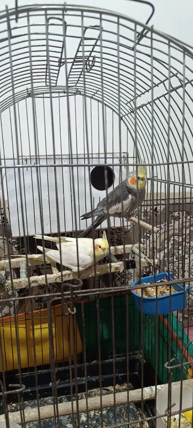 عروس هلندی|پرنده|رامسر, |دیوار