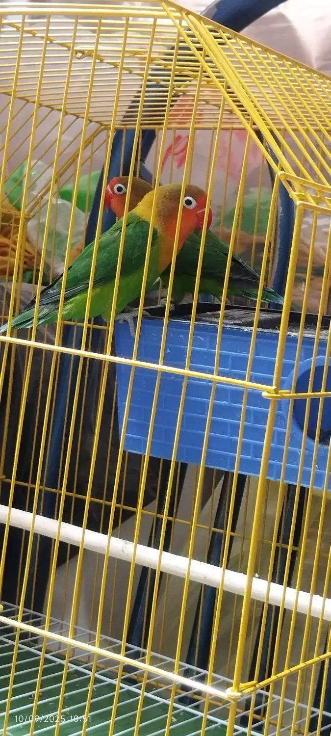 طوطی کوتوله|پرنده|خاش, |دیوار