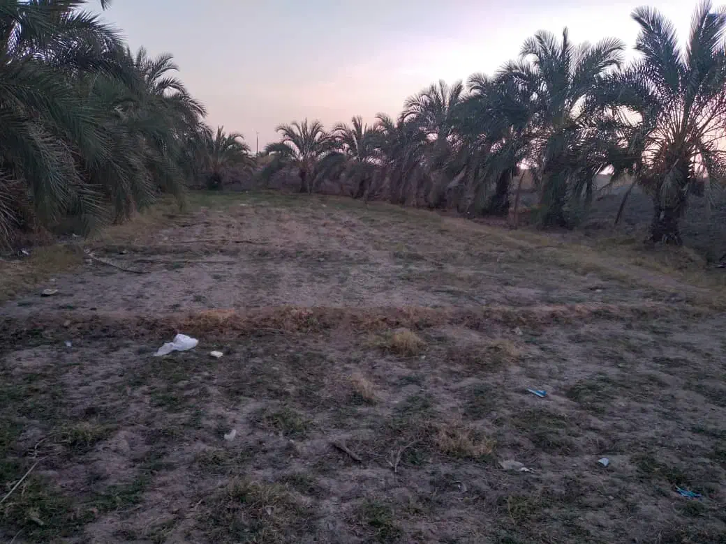 زمین ‌بانخل‌خرما|فروش دفتر صنعتی، کشاورزی، تجاری|ایرانشهر, |دیوار