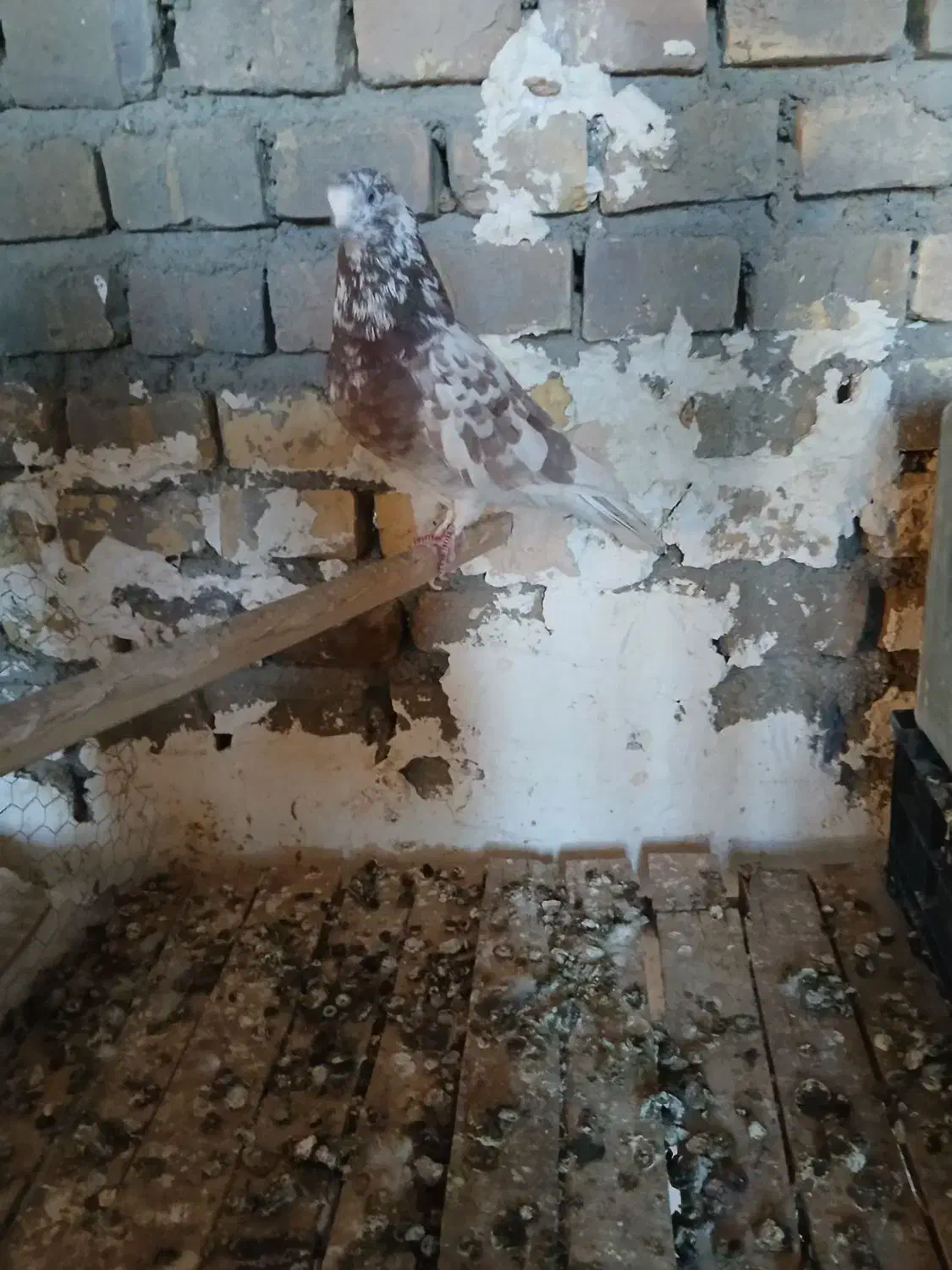 کفتر نر ۵ ساعته|پرنده|اردکان, |دیوار