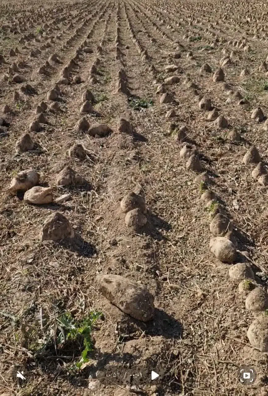 خریداری چغندر قند بصورت نقدی|خدمات باغبانی و درختکاری|بیستون, |دیوار