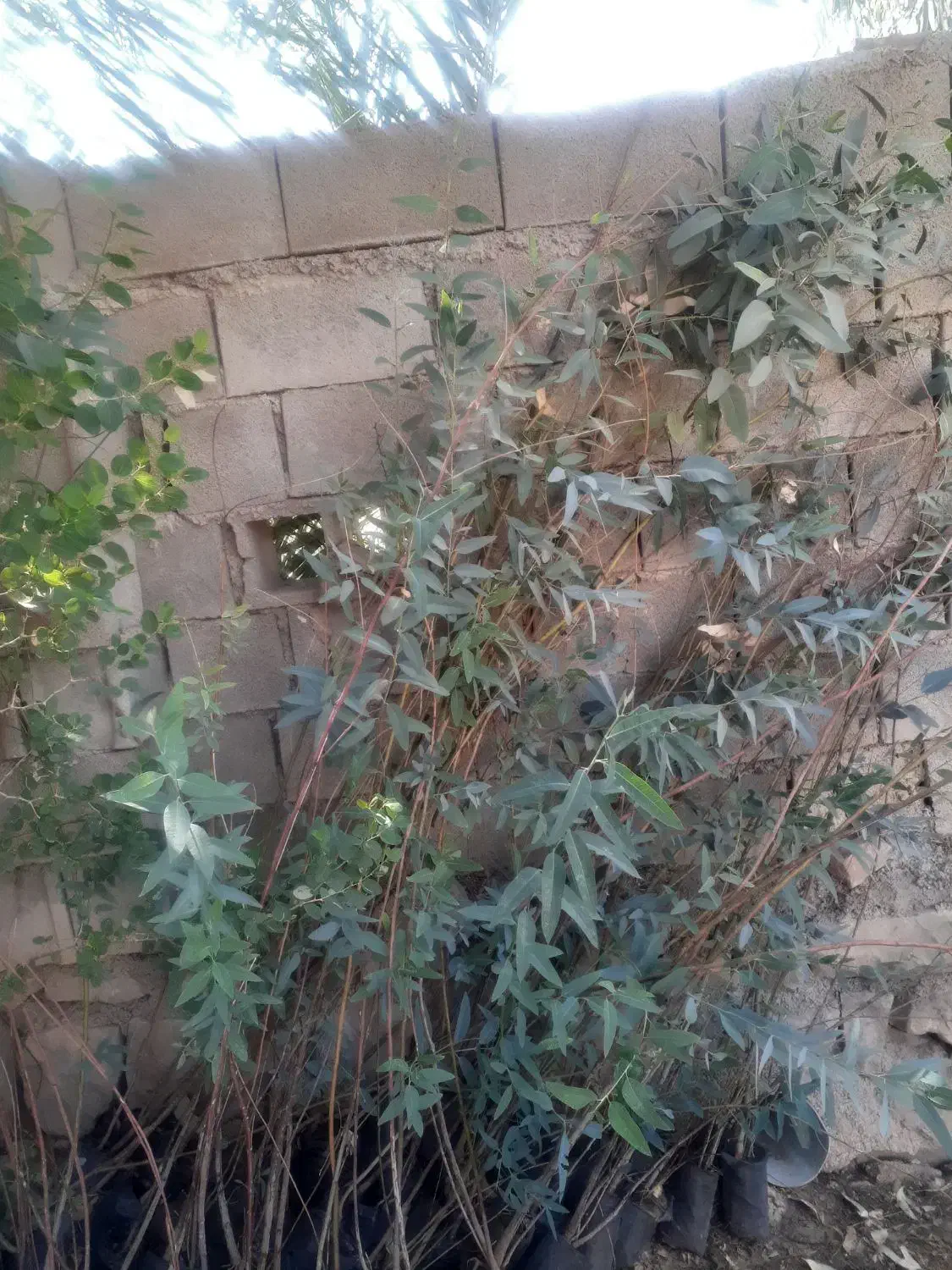 درخت بید برگ پهن|گل و گیاه طبیعی|اندیکا, |دیوار