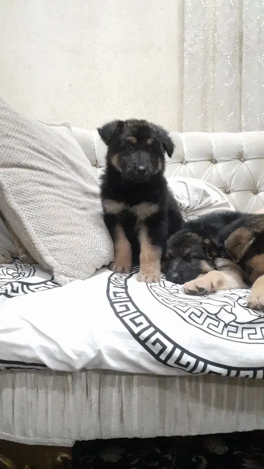 توله سگ ژرمن|سگ|رشت, سیا اسطلخ|دیوار