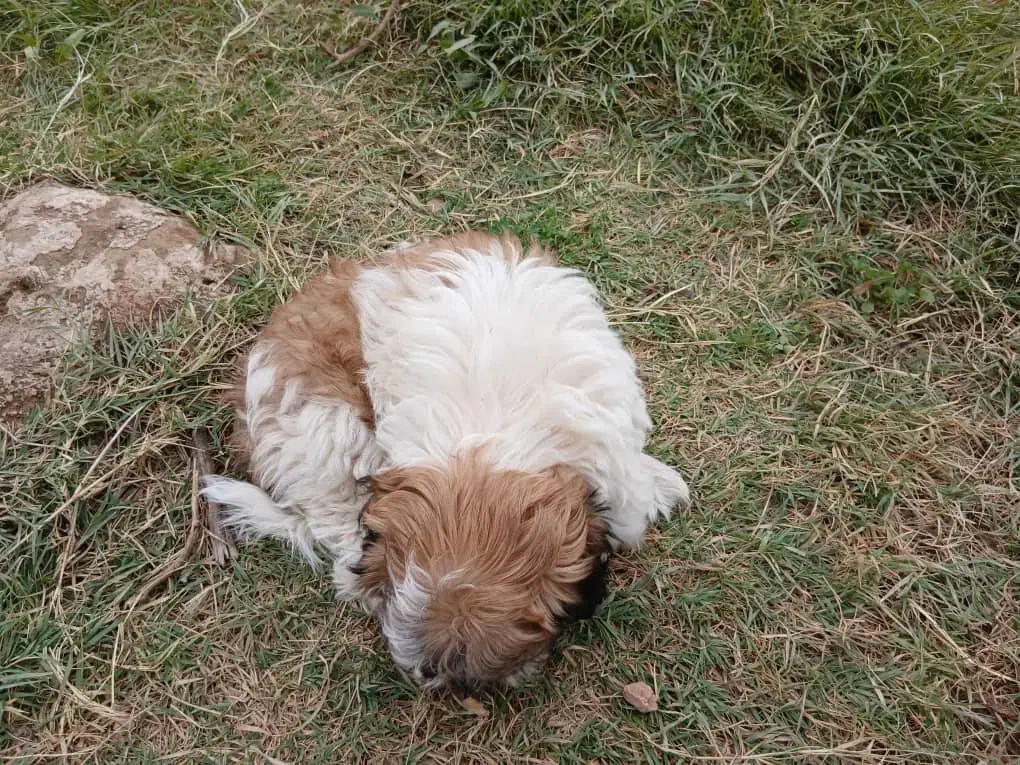 سگ شیتزو|سگ|مسجد سلیمان, |دیوار