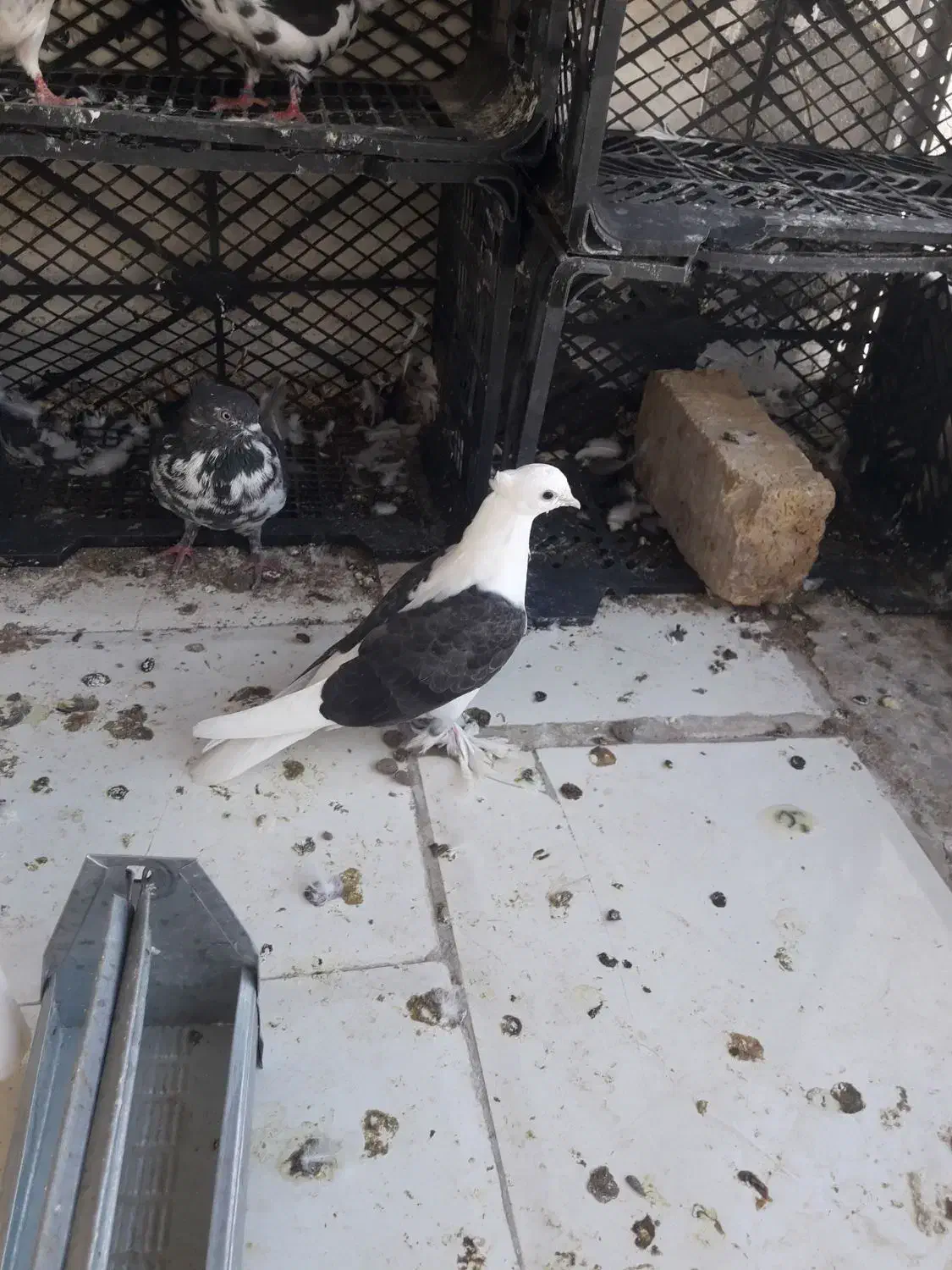 کفتر دوکت سیاه|پرنده|قم, شهرک امام حسین|دیوار