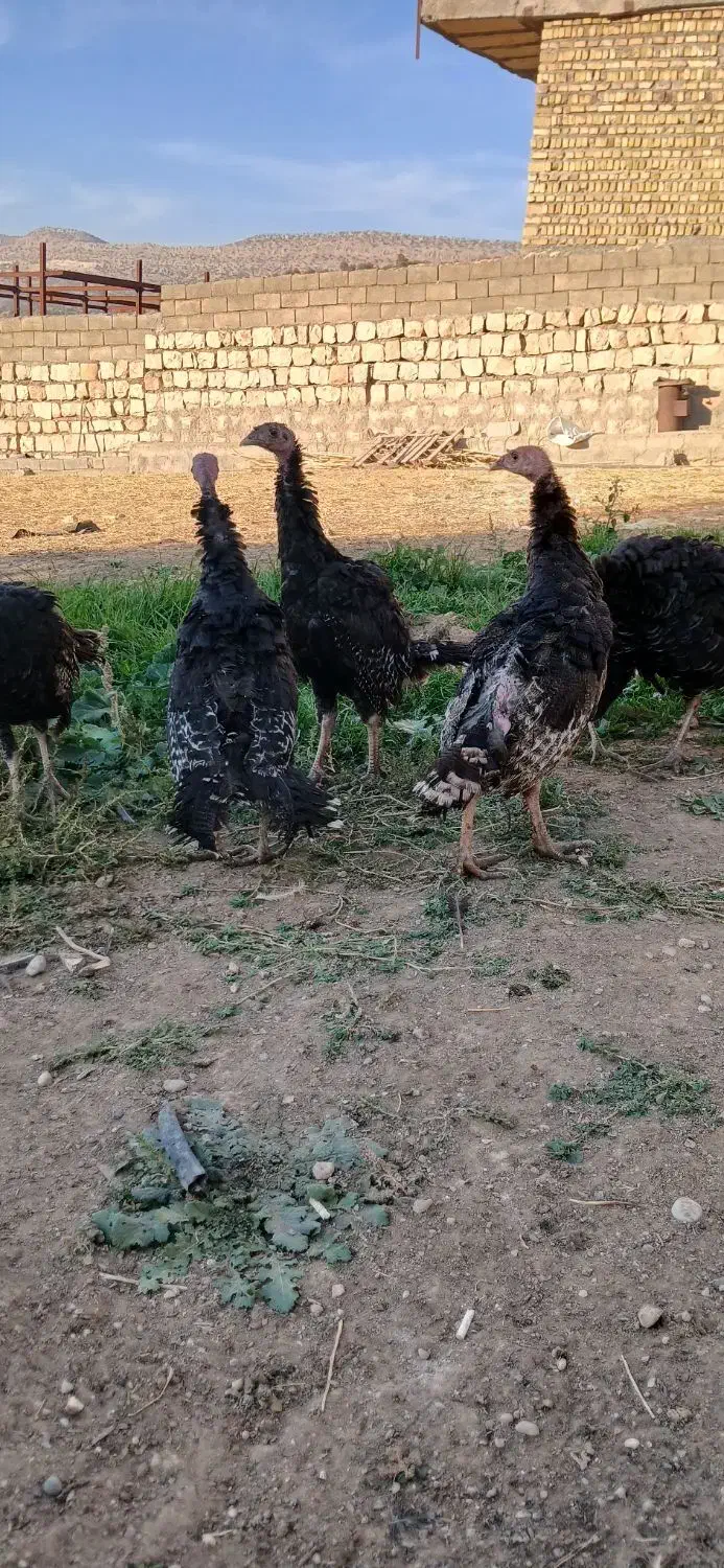 بوقلمون برنز نر|حیوانات مزرعه|چگنی, |دیوار