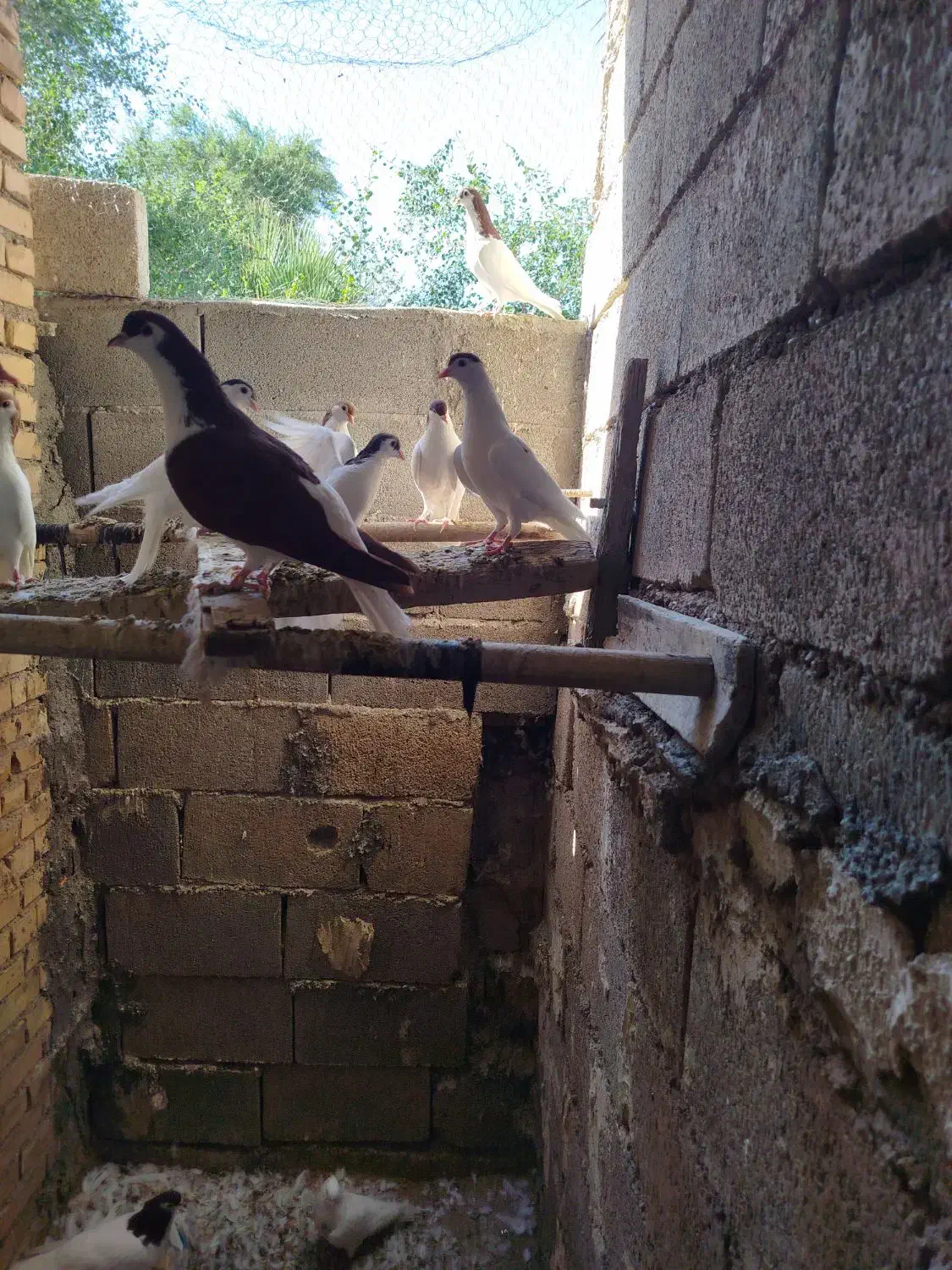 کبوتر شیرازی|پرنده|گتوند, |دیوار