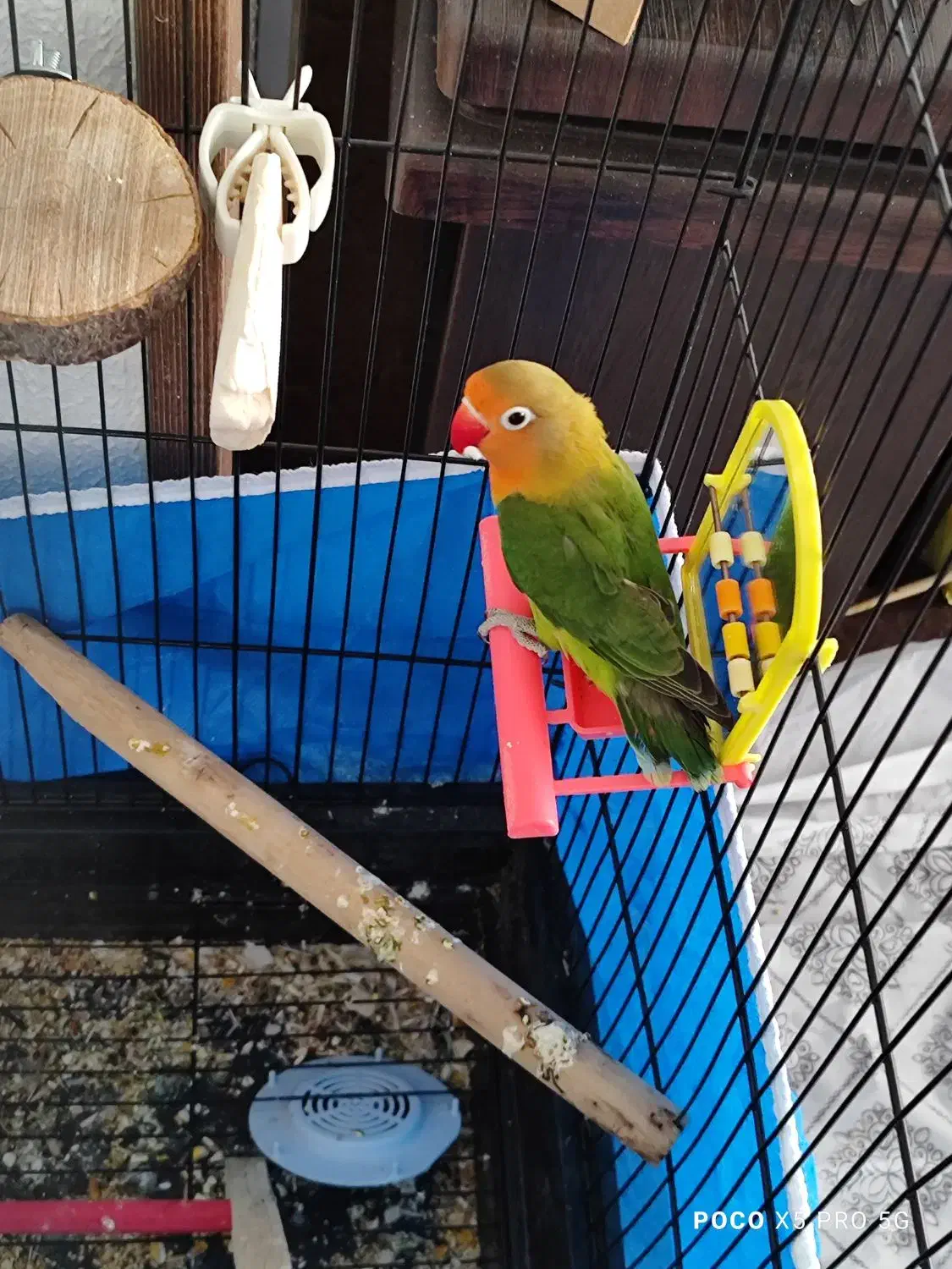 کوتوله برزیلی نر بالغ|پرنده|شاهین‌شهر, حافظ شمالی|دیوار