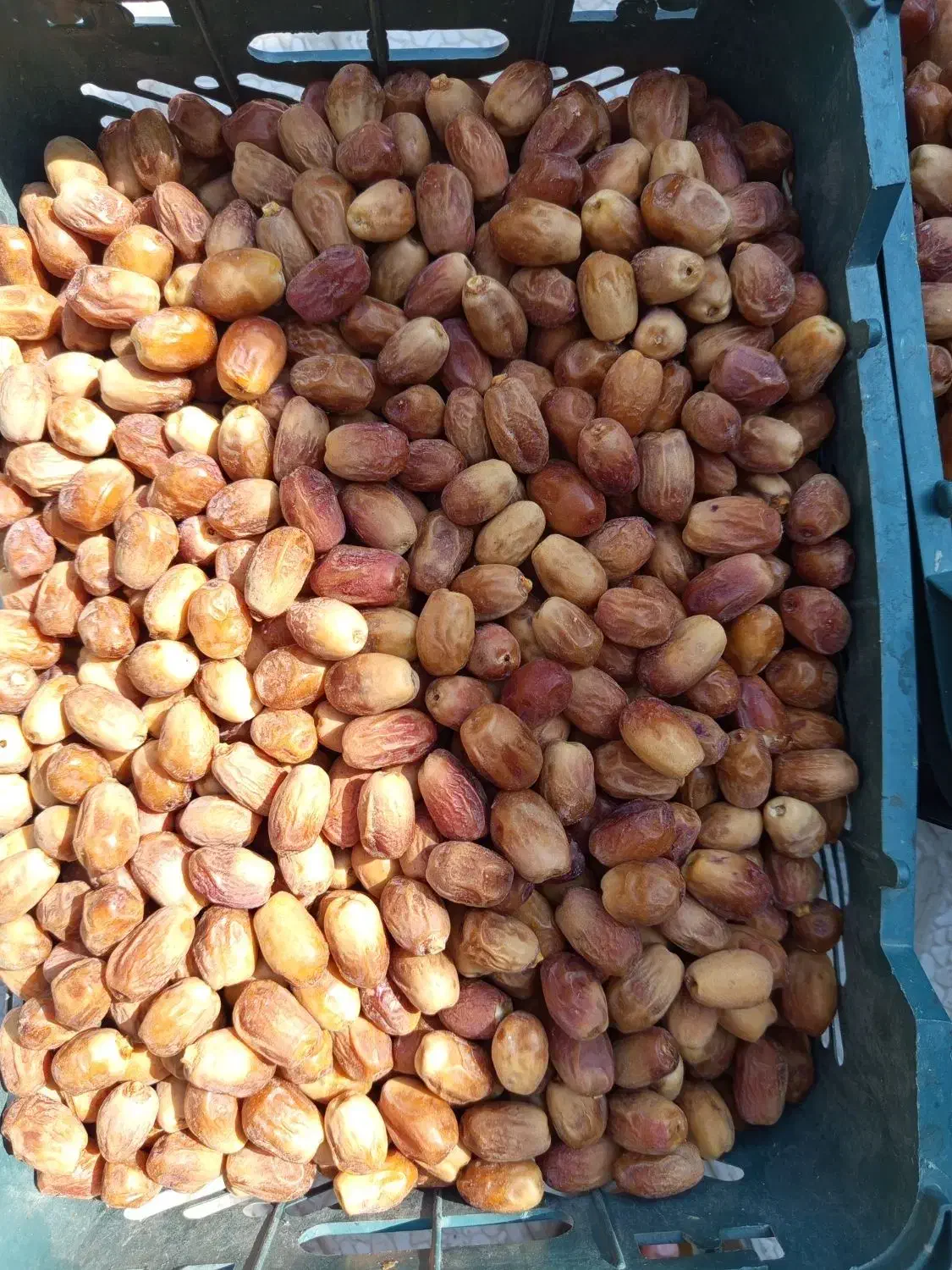 قصب زاهدی از باغات شهرستان فراشبند فارس|خوردنی و آشامیدنی|فراشبند, |دیوار