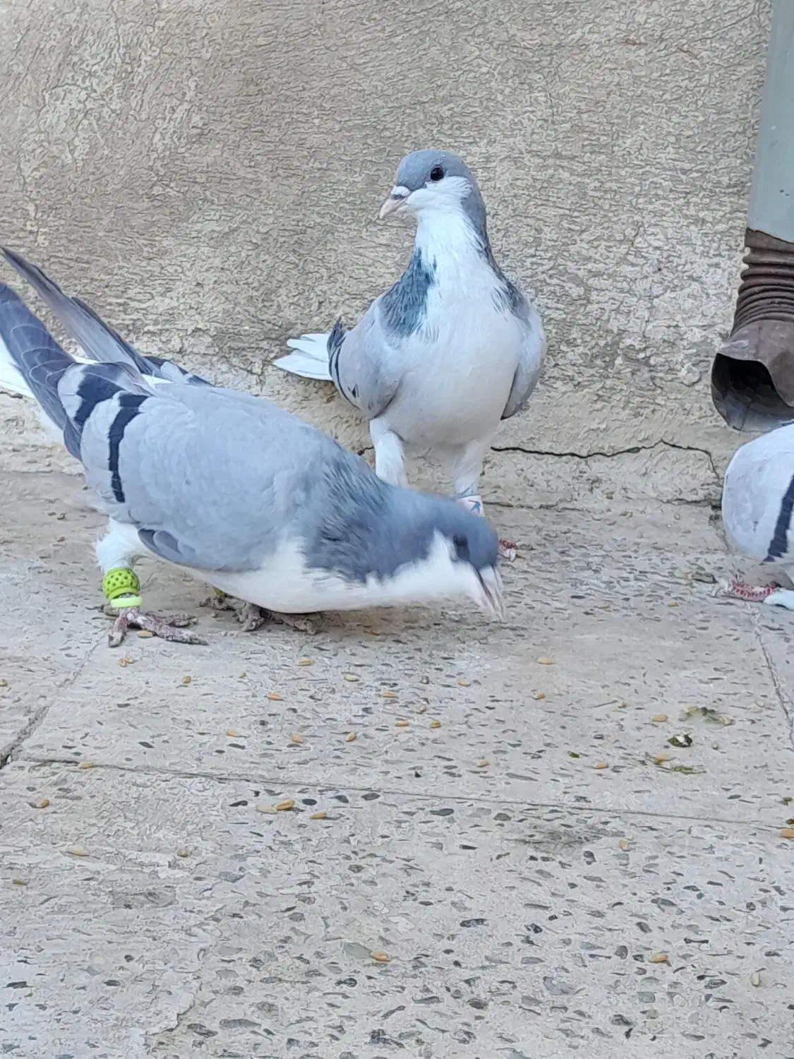 بدرنگ ماده|پرنده|الوند, |دیوار