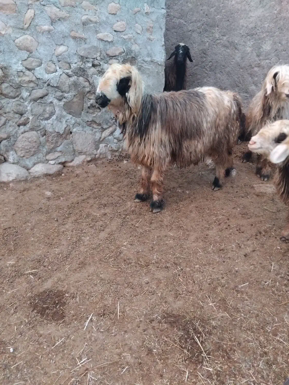 حیوانات مزرعه|حیوانات مزرعه|دهدشت, |دیوار