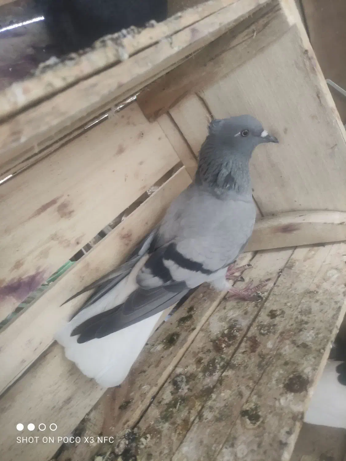 کبوتر سبز دم سفید شعمک دار|پرنده|برازجان, |دیوار