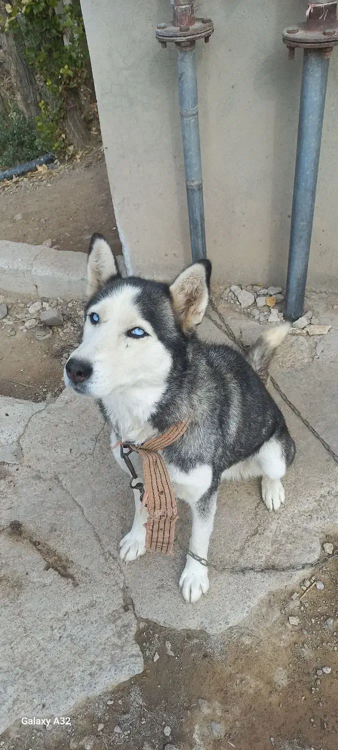 سگ خانگی|سگ|بستان آباد, |دیوار