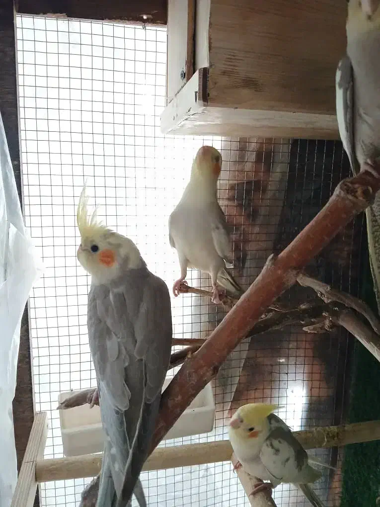 چهارتا عروس هلندی|پرنده|رودهن, |دیوار