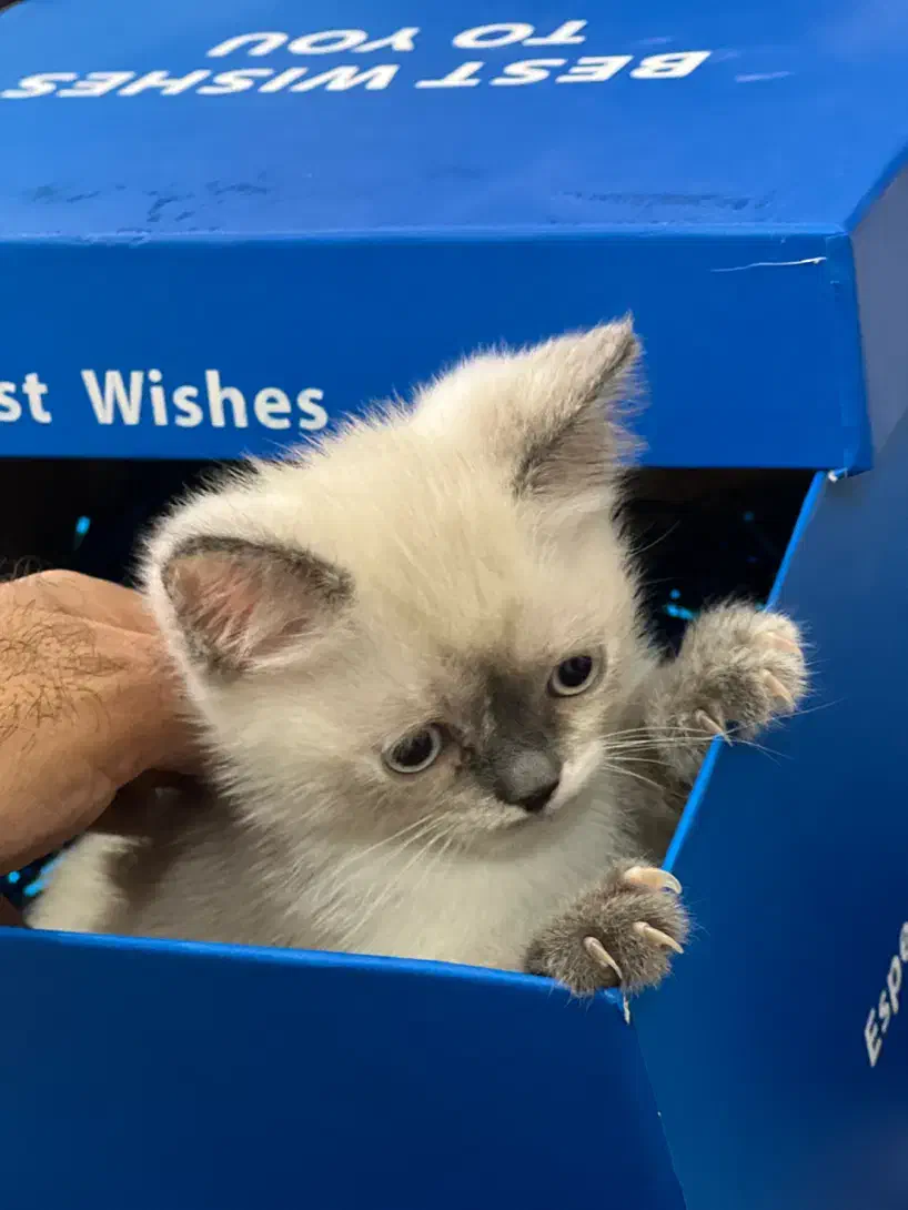 گربه سیامی و اسکاتیش|گربه|بندرعباس, |دیوار