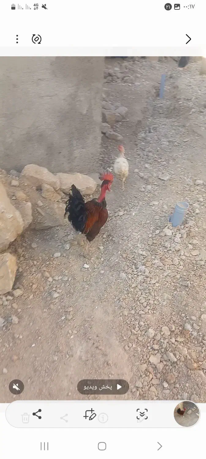 خروس|حیوانات مزرعه|دهدشت, |دیوار