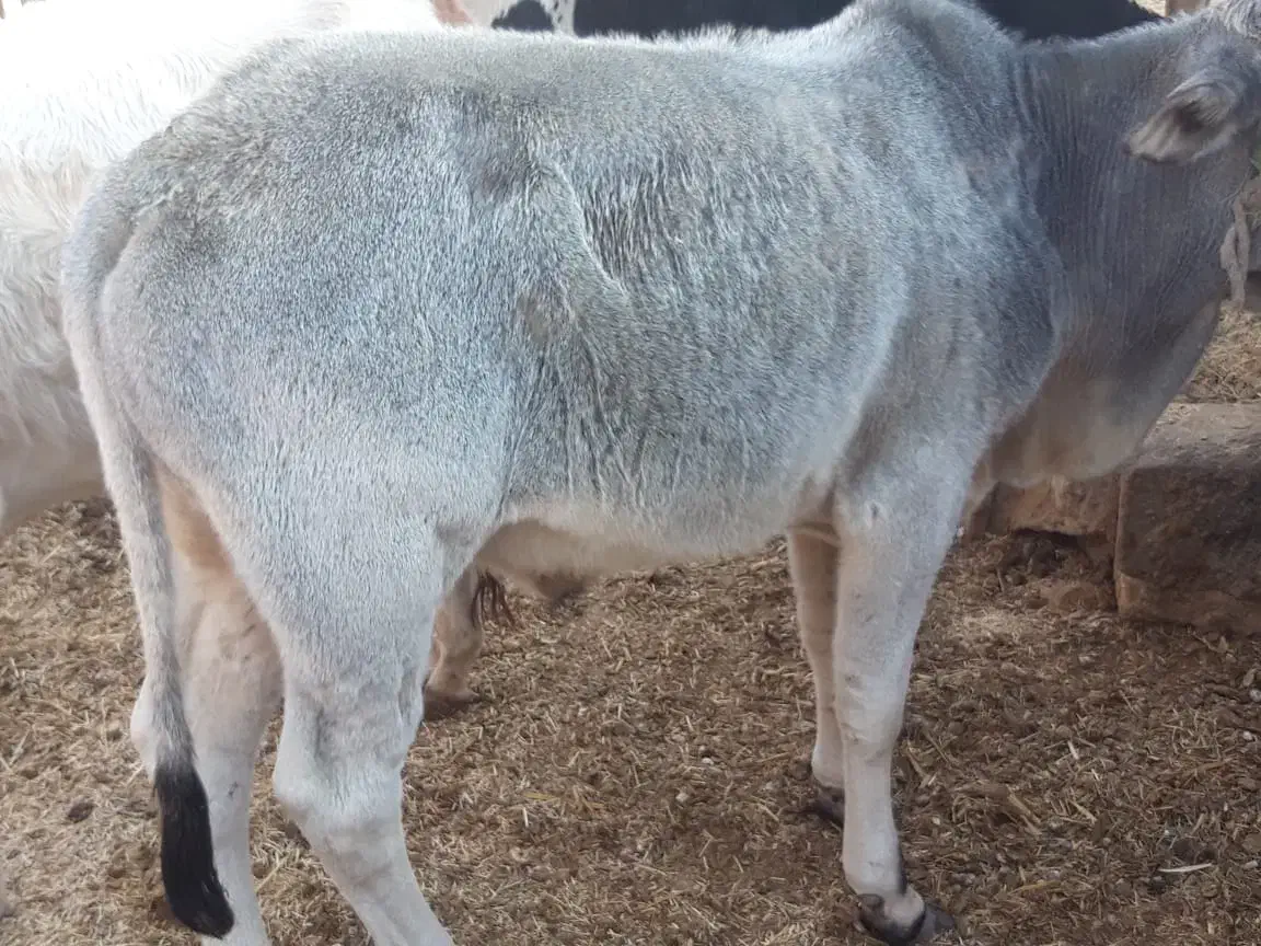 فروش گوساله نر|حیوانات مزرعه|خنج, |دیوار