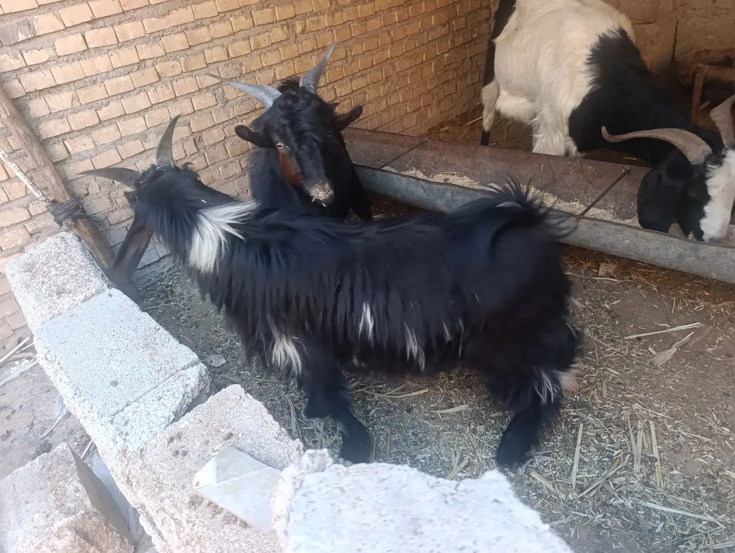 بیگ نر|حیوانات مزرعه|شوشتر, |دیوار