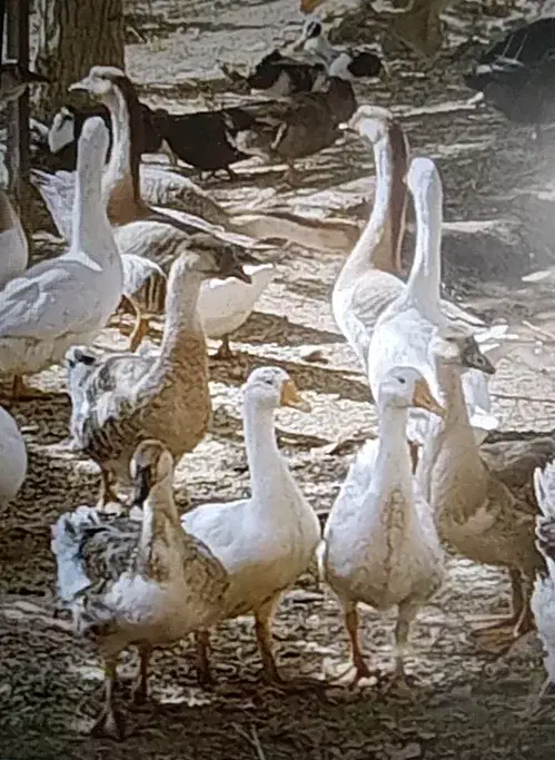 قو غاز اکراینی لیندا|حیوانات مزرعه|مشهد, شیرودی|دیوار