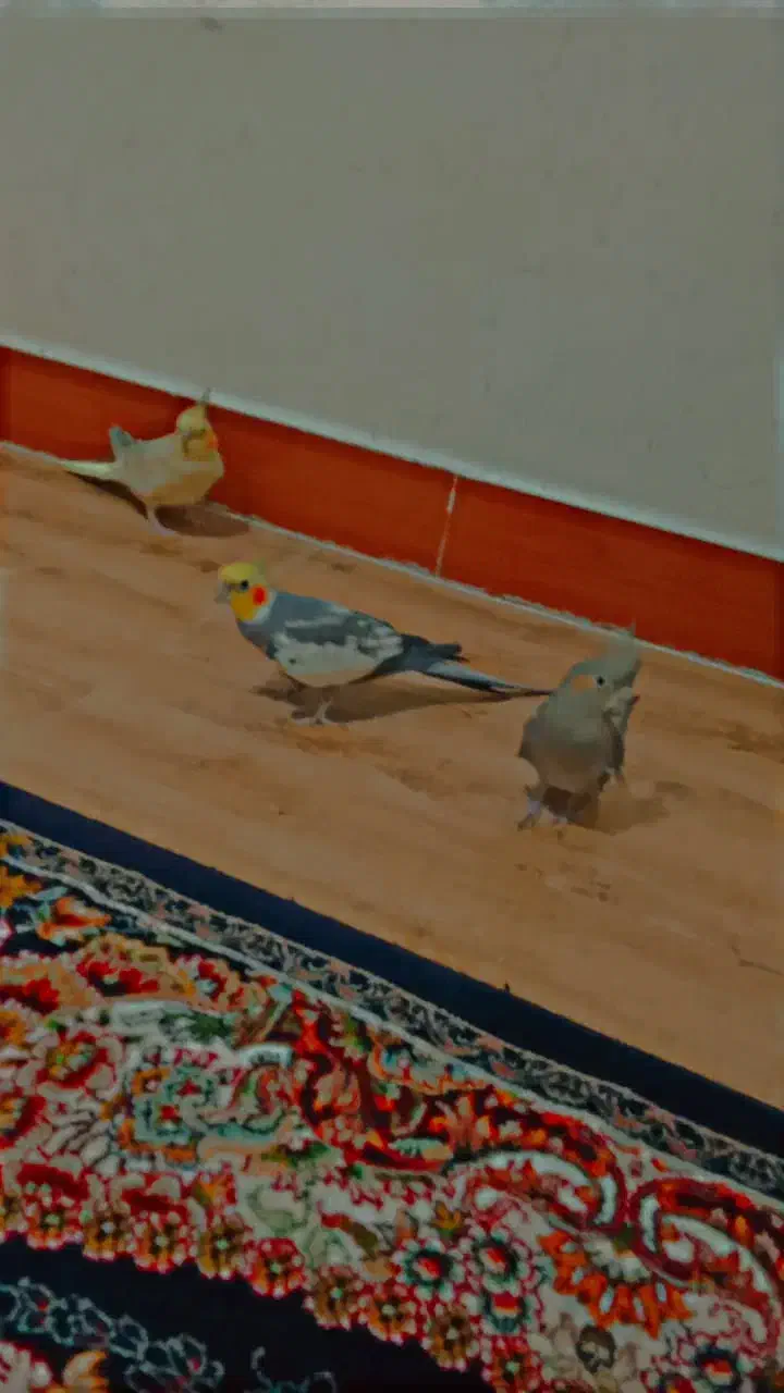 چهار عدد عروس هلندی معاوضه با پرنده سخنگو|پرنده|سنندج, |دیوار