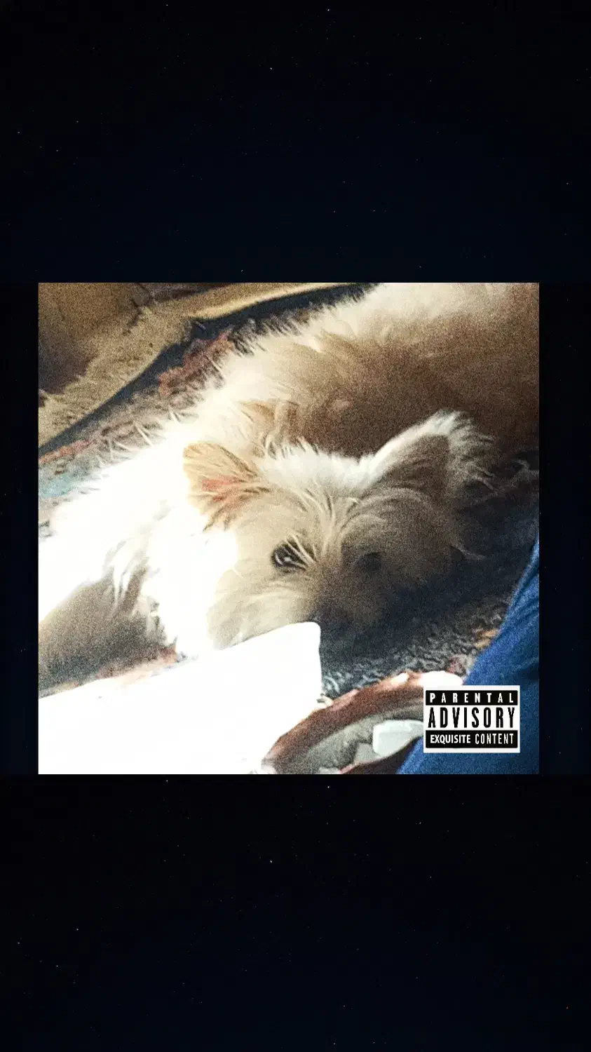 سگ شیتزو|سگ|کرمان, |دیوار