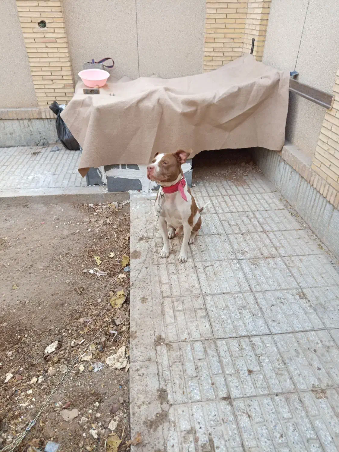 واگذا ی سگ پیت بول|سگ|اصفهان, بهارستان|دیوار