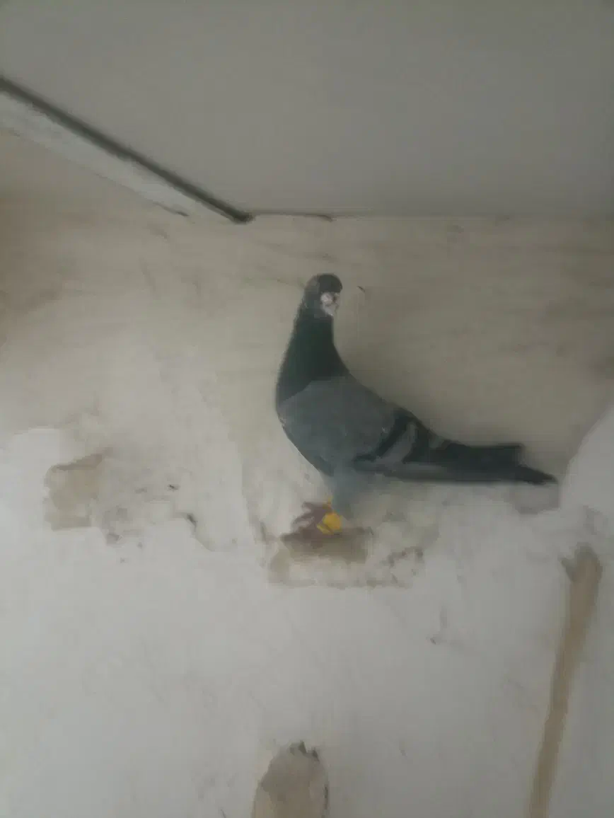 هفرنگ نر|پرنده|تاکستان, |دیوار