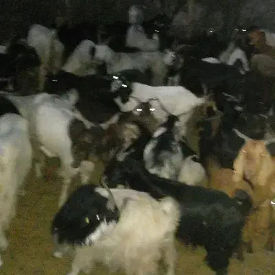 گله بز به فروش میرسد|حیوانات مزرعه|فیروزآباد (فارس), |دیوار