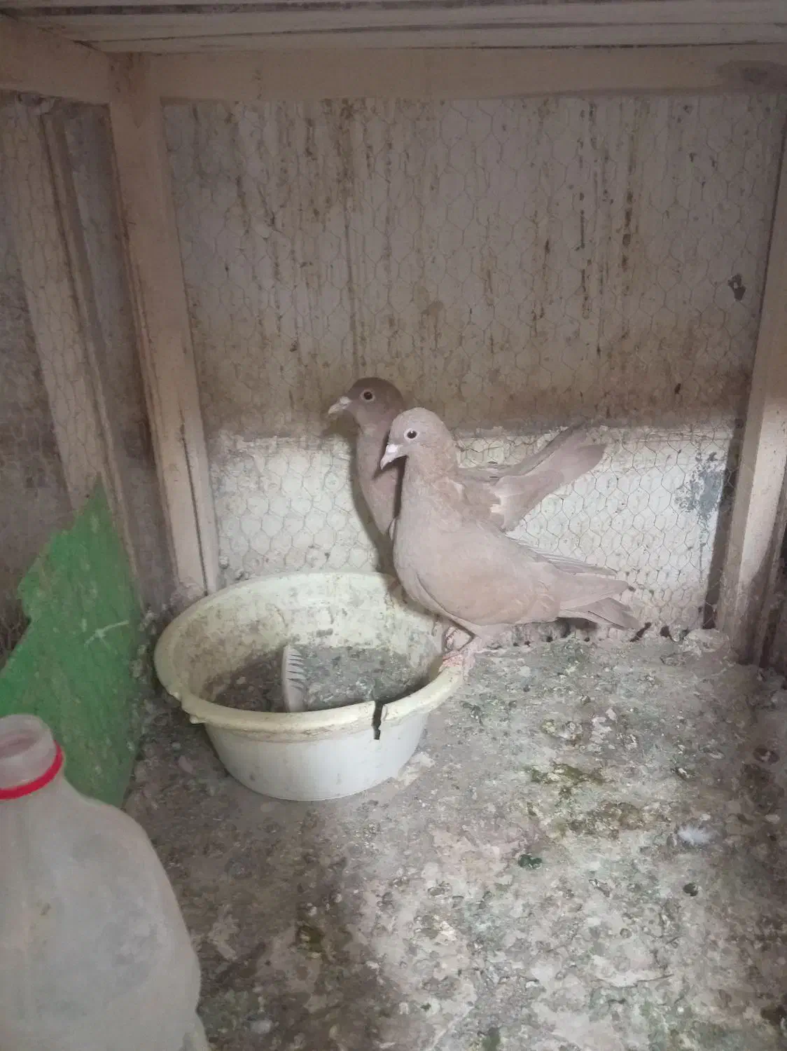 دوجفت زرده کرمانی|پرنده|تربت‌حیدریه, ترمینال|دیوار