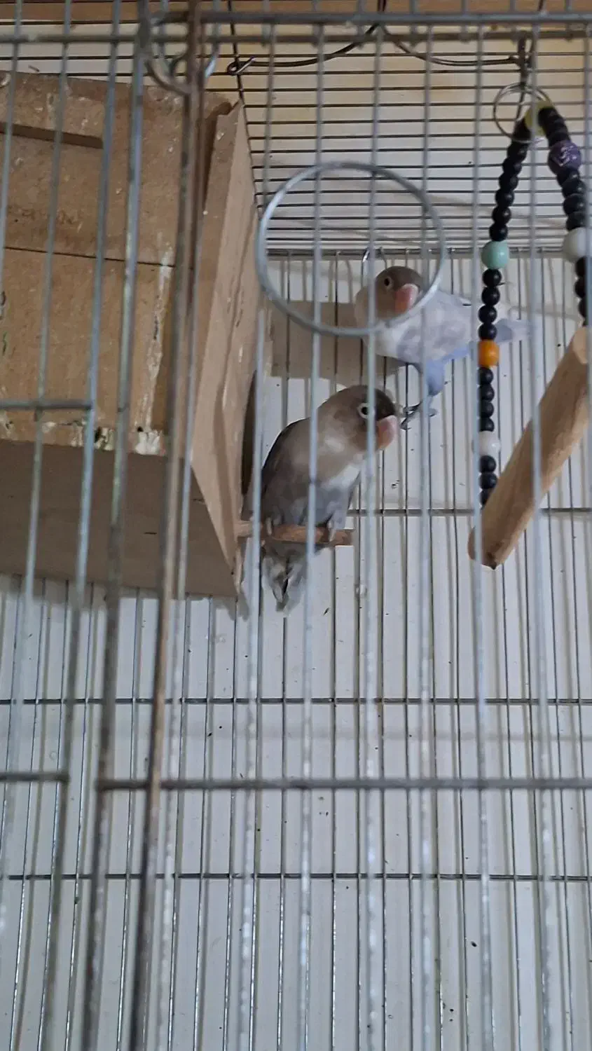 دو جفت عروس هلندی و برزیلی مولد|پرنده|رودهن, |دیوار