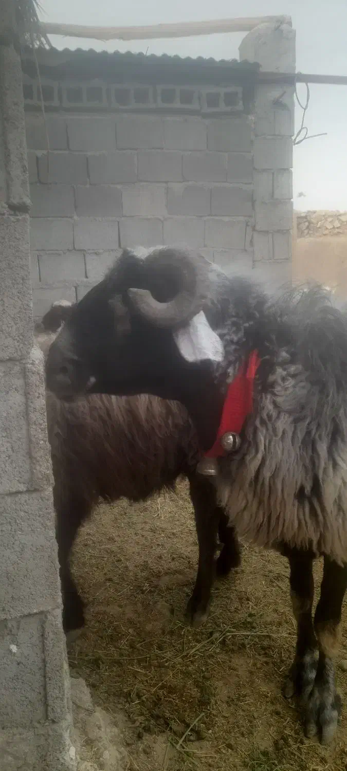 قوچ افشاری همو|حیوانات مزرعه|چغادک, |دیوار