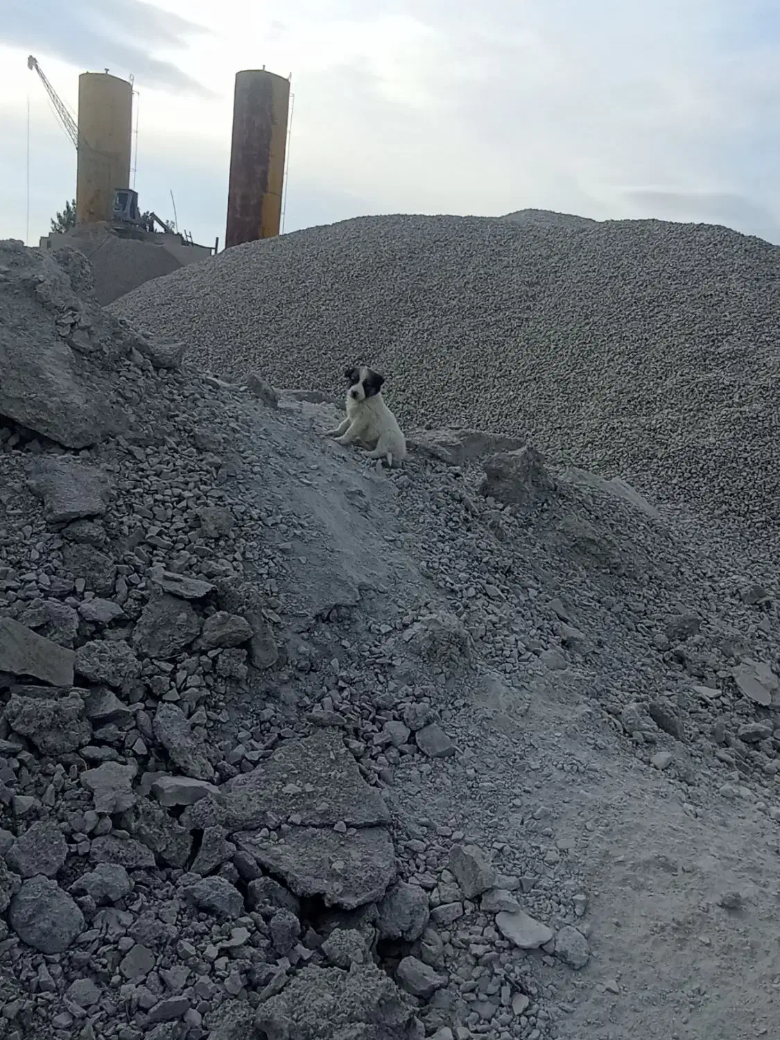 پنچ عدد توله سگ|سگ|کرمانشاه, |دیوار