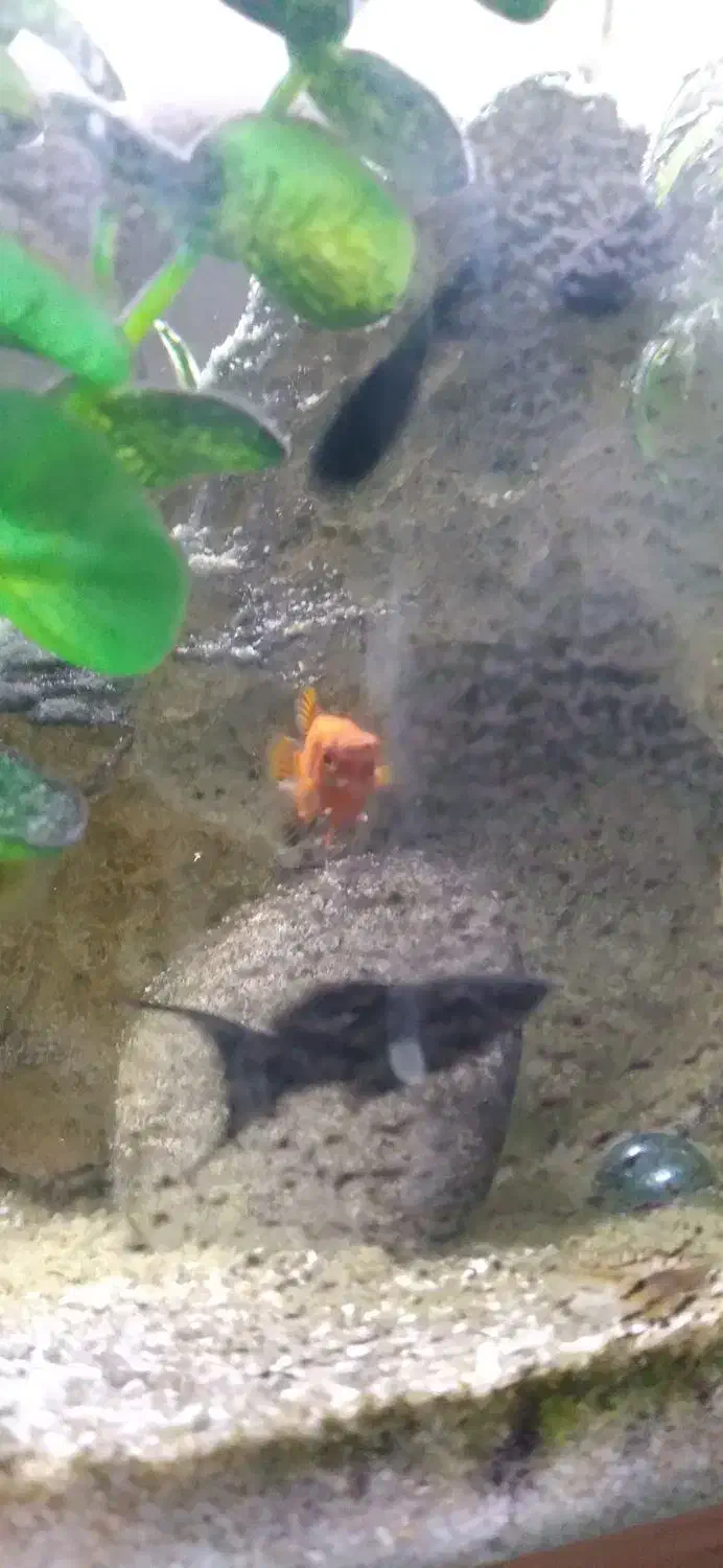 ماهی|ماهی|یزد, |دیوار