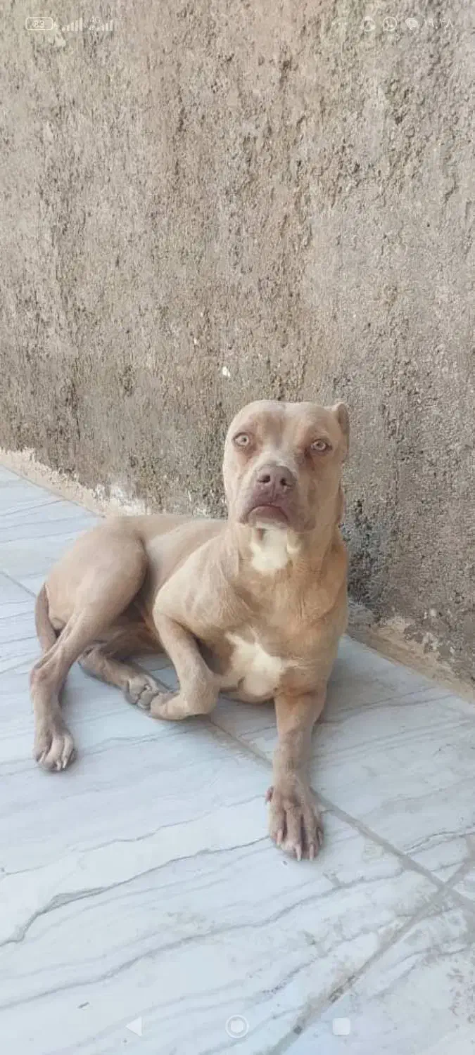 سگ پیتبول|سگ|شیراز, لب آب|دیوار