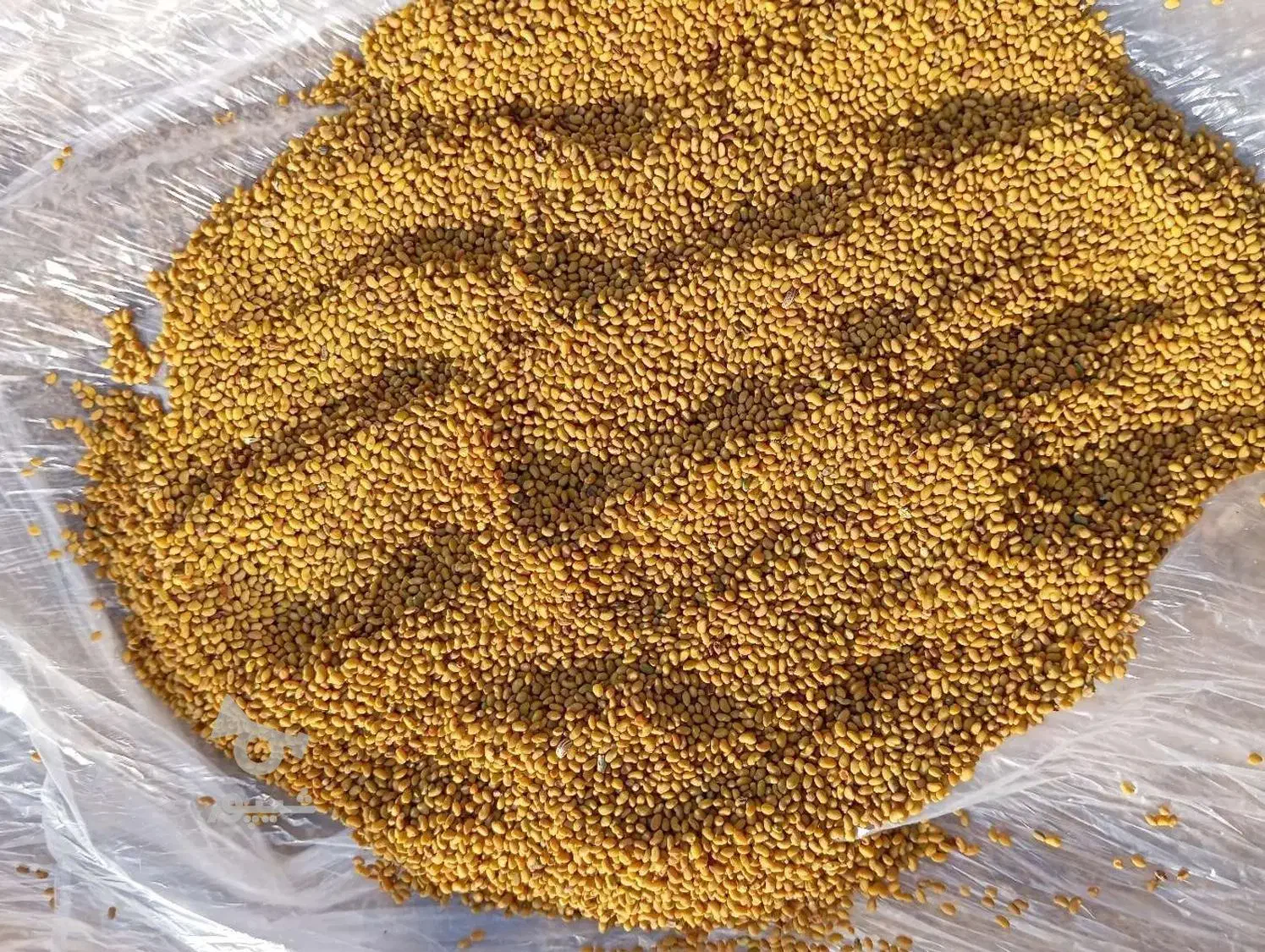 بذر یونجه|خدمات باغبانی و درختکاری|پارس‌آباد, |دیوار