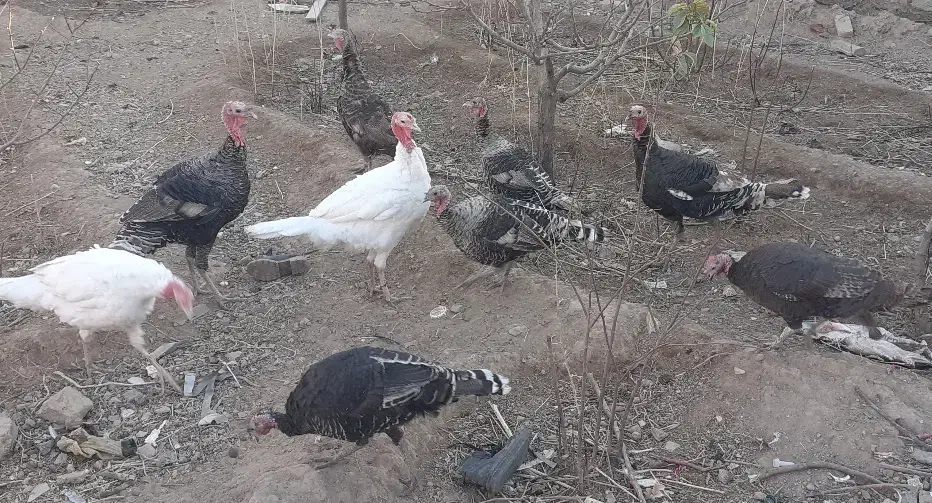 بوقلمون خانگی و سالم|حیوانات مزرعه|تربت جام, میان جام|دیوار