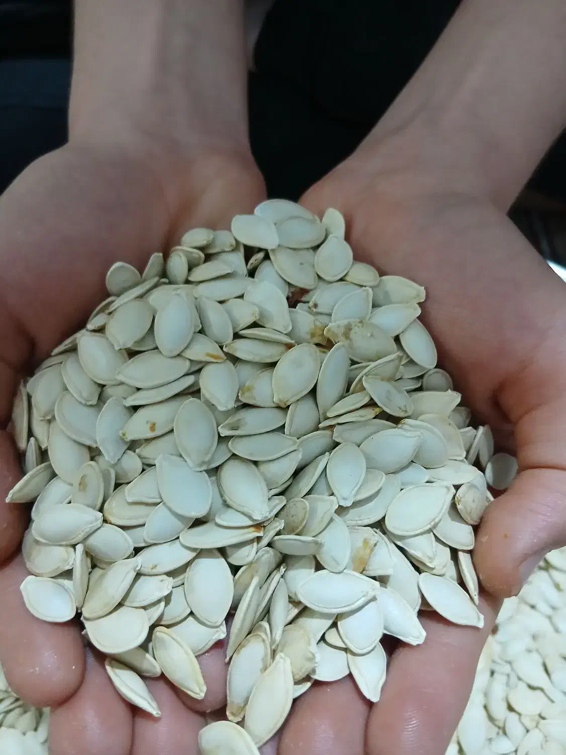 تخمه کدو اجیلی (بوانات)|خوردنی و آشامیدنی|شیراز, کوشک میدان|دیوار