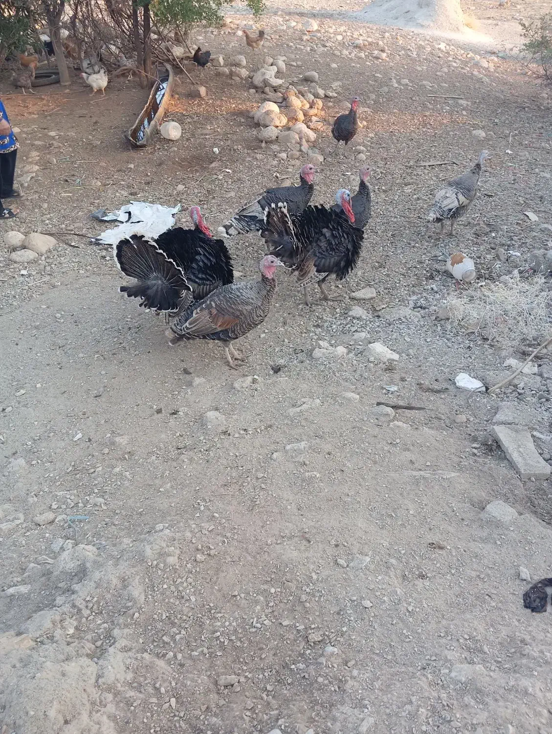 بوقلمو|حیوانات مزرعه|دزفول, |دیوار