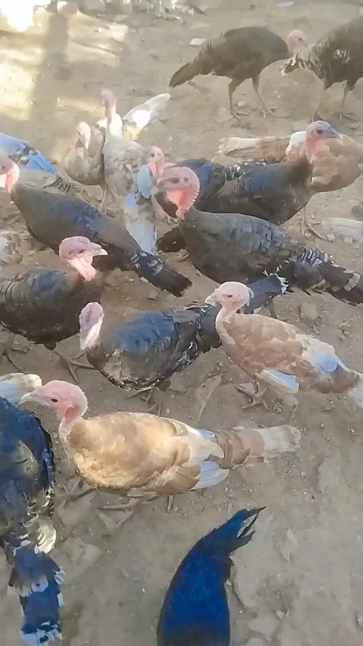 بوقلمون برنز|حیوانات مزرعه|پیشوا, |دیوار