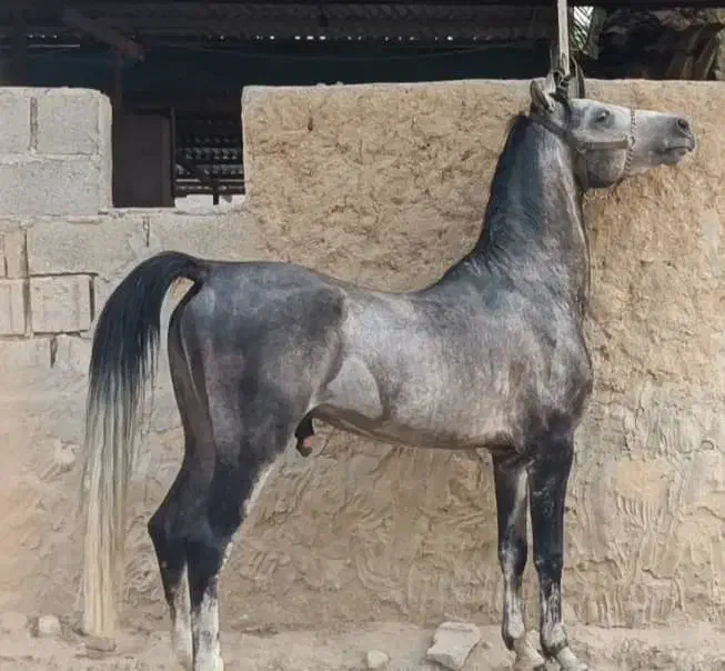 نریون کورد|حیوانات مزرعه|شیراز, آزادگان|دیوار